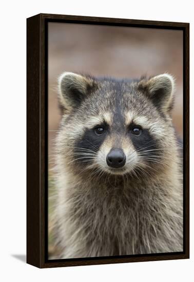 Raccoon, Procyon Lotor, Florida, USA-Maresa Pryor-Framed Premier Image Canvas