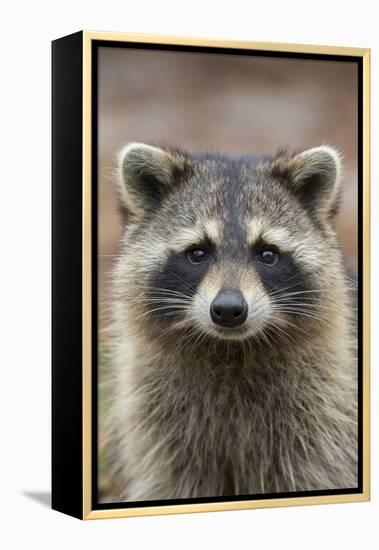 Raccoon, Procyon Lotor, Florida, USA-Maresa Pryor-Framed Premier Image Canvas