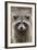 Raccoon, Procyon Lotor, Florida, USA-Maresa Pryor-Framed Photographic Print