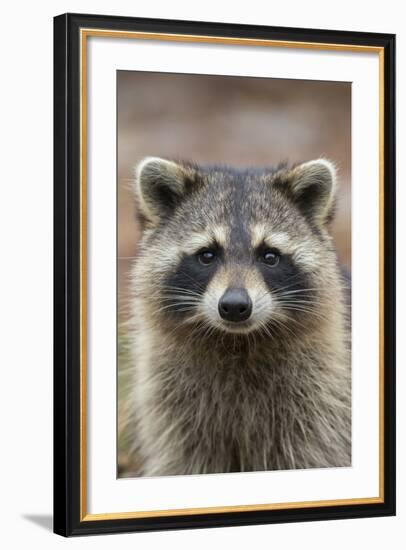 Raccoon, Procyon Lotor, Florida, USA-Maresa Pryor-Framed Photographic Print