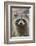 Raccoon, Procyon Lotor, Florida, Usa-Maresa Pryor-Framed Photographic Print