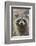 Raccoon, Procyon Lotor, Florida, Usa-Maresa Pryor-Framed Photographic Print