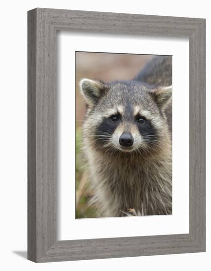 Raccoon, Procyon Lotor, Florida, Usa-Maresa Pryor-Framed Photographic Print