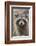 Raccoon, Procyon Lotor, Florida, Usa-Maresa Pryor-Framed Photographic Print