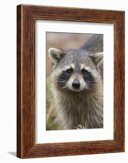 Raccoon, Procyon Lotor, Florida, Usa-Maresa Pryor-Framed Photographic Print