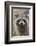 Raccoon, Procyon Lotor, Florida, Usa-Maresa Pryor-Framed Photographic Print