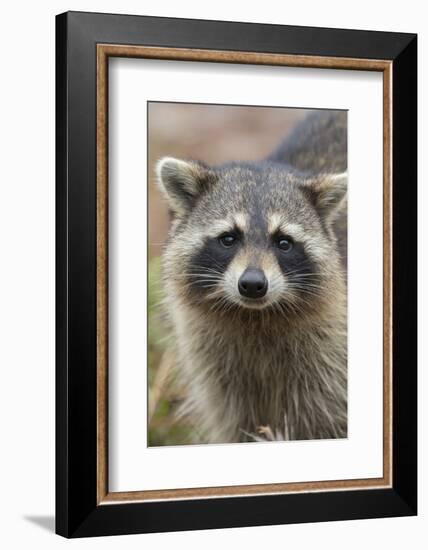 Raccoon, Procyon Lotor, Florida, Usa-Maresa Pryor-Framed Photographic Print