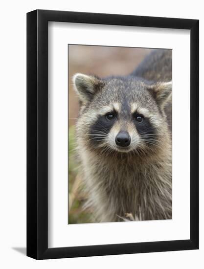 Raccoon, Procyon Lotor, Florida, Usa-Maresa Pryor-Framed Photographic Print