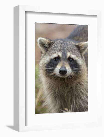 Raccoon, Procyon Lotor, Florida, Usa-Maresa Pryor-Framed Photographic Print