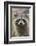 Raccoon, Procyon Lotor, Florida, Usa-Maresa Pryor-Framed Photographic Print