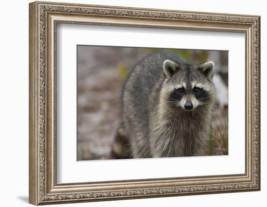 Raccoon, Procyon Lotor, Florida, Usa-Maresa Pryor-Framed Photographic Print