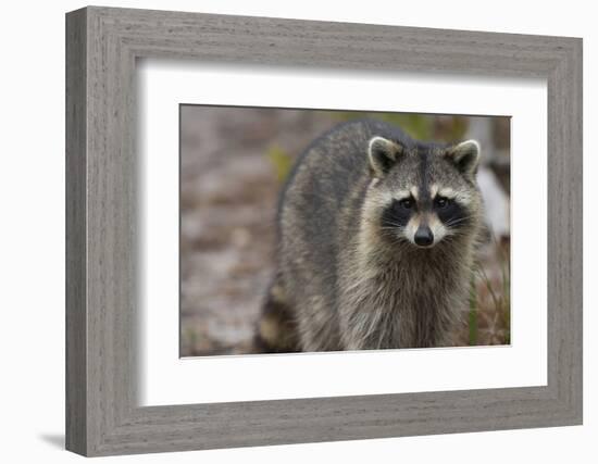 Raccoon, Procyon Lotor, Florida, Usa-Maresa Pryor-Framed Photographic Print