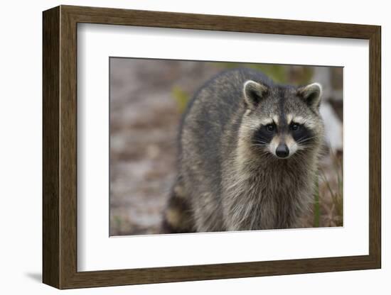 Raccoon, Procyon Lotor, Florida, Usa-Maresa Pryor-Framed Photographic Print