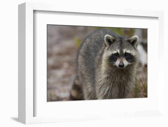 Raccoon, Procyon Lotor, Florida, Usa-Maresa Pryor-Framed Photographic Print