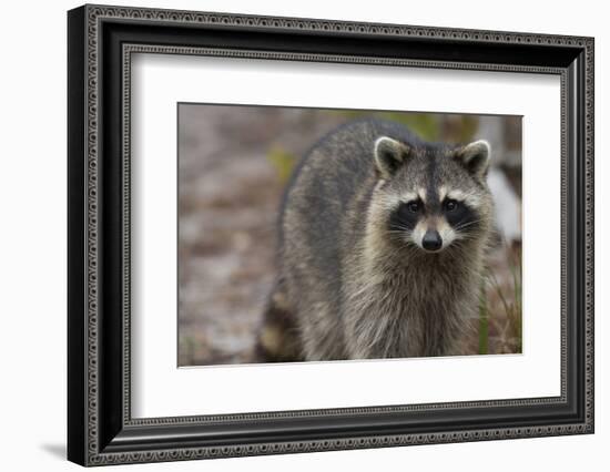 Raccoon, Procyon Lotor, Florida, Usa-Maresa Pryor-Framed Photographic Print