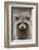 Raccoon, Procyon Lotor, Florida, USA-Maresa Pryor-Framed Photographic Print