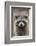 Raccoon, Procyon Lotor, Florida, USA-Maresa Pryor-Framed Photographic Print