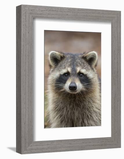 Raccoon, Procyon Lotor, Florida, USA-Maresa Pryor-Framed Photographic Print