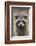 Raccoon, Procyon Lotor, Florida, USA-Maresa Pryor-Framed Photographic Print