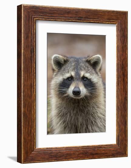 Raccoon, Procyon Lotor, Florida, USA-Maresa Pryor-Framed Photographic Print