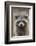 Raccoon, Procyon Lotor, Florida, USA-Maresa Pryor-Framed Photographic Print