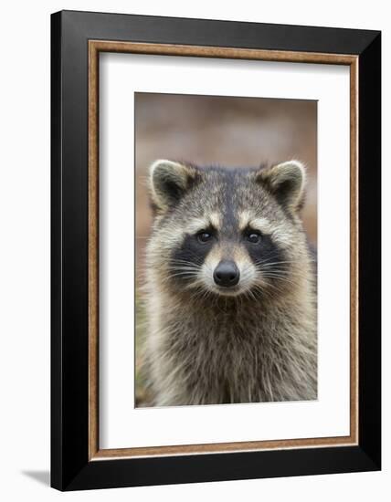 Raccoon, Procyon Lotor, Florida, USA-Maresa Pryor-Framed Photographic Print