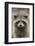 Raccoon, Procyon Lotor, Florida, USA-Maresa Pryor-Framed Photographic Print