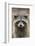 Raccoon, Procyon Lotor, Florida, USA-Maresa Pryor-Framed Photographic Print