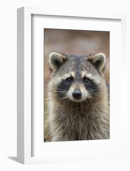 Raccoon, Procyon Lotor, Florida, USA-Maresa Pryor-Framed Photographic Print