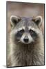 Raccoon, Procyon Lotor, Florida, USA-Maresa Pryor-Mounted Photographic Print