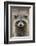 Raccoon, Procyon Lotor, Florida, USA-Maresa Pryor-Framed Photographic Print