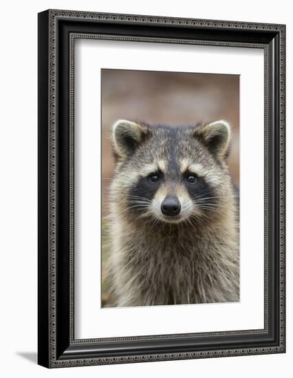 Raccoon, Procyon Lotor, Florida, USA-Maresa Pryor-Framed Photographic Print