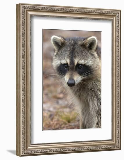 Raccoon, Procyon Lotor, Florida, USA-Maresa Pryor-Framed Photographic Print