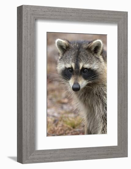 Raccoon, Procyon Lotor, Florida, USA-Maresa Pryor-Framed Photographic Print