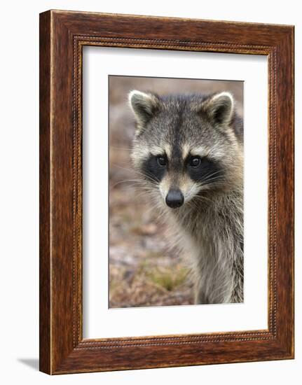 Raccoon, Procyon Lotor, Florida, USA-Maresa Pryor-Framed Photographic Print