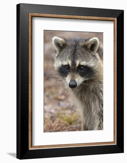 Raccoon, Procyon Lotor, Florida, USA-Maresa Pryor-Framed Photographic Print