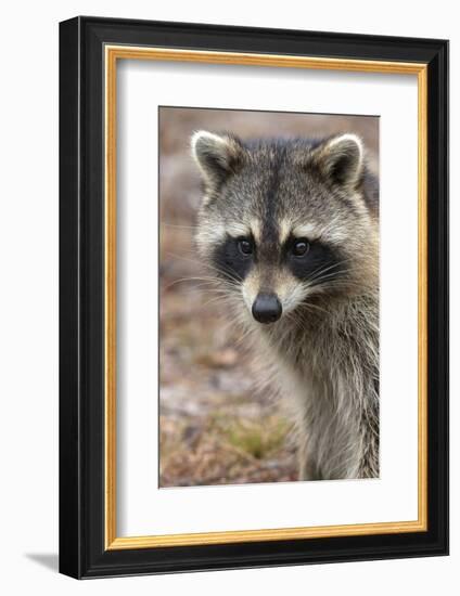 Raccoon, Procyon Lotor, Florida, USA-Maresa Pryor-Framed Photographic Print