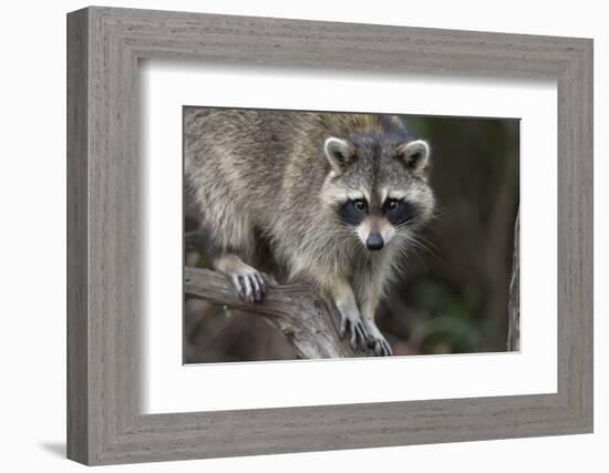 Raccoon, Procyon Lotor, Florida, USA-Maresa Pryor-Framed Photographic Print