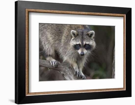 Raccoon, Procyon Lotor, Florida, USA-Maresa Pryor-Framed Photographic Print