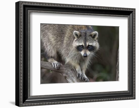 Raccoon, Procyon Lotor, Florida, USA-Maresa Pryor-Framed Photographic Print