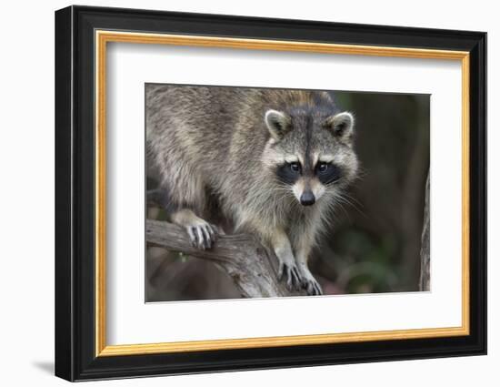 Raccoon, Procyon Lotor, Florida, USA-Maresa Pryor-Framed Photographic Print