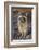 Raccoon, Procyon Lotor, Florida, USA-Maresa Pryor-Framed Photographic Print