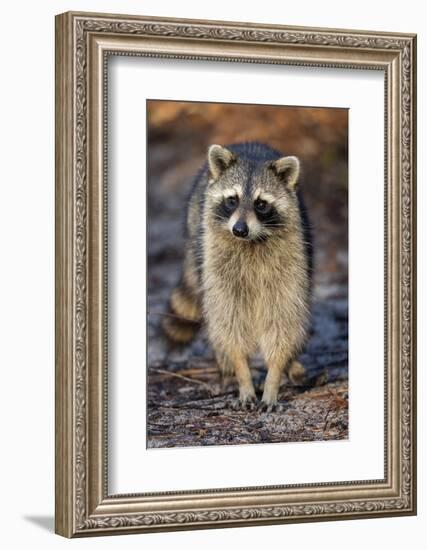 Raccoon, Procyon Lotor, Florida, USA-Maresa Pryor-Framed Photographic Print