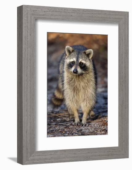 Raccoon, Procyon Lotor, Florida, USA-Maresa Pryor-Framed Photographic Print