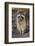 Raccoon, Procyon Lotor, Florida, USA-Maresa Pryor-Framed Photographic Print