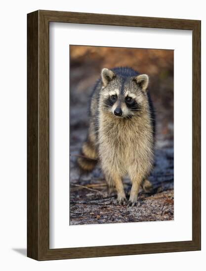 Raccoon, Procyon Lotor, Florida, USA-Maresa Pryor-Framed Photographic Print