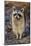 Raccoon, Procyon Lotor, Florida, USA-Maresa Pryor-Mounted Photographic Print