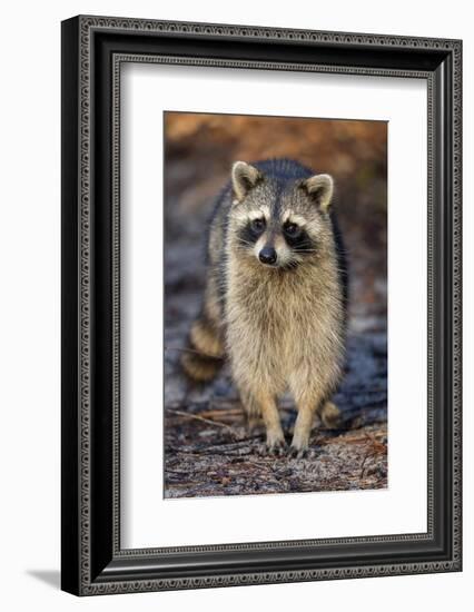 Raccoon, Procyon Lotor, Florida, USA-Maresa Pryor-Framed Photographic Print