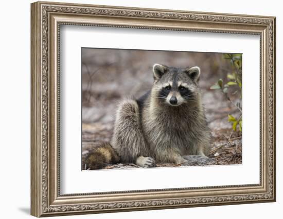 Raccoon, Procyon Lotor, Florida, USA-Maresa Pryor-Framed Photographic Print