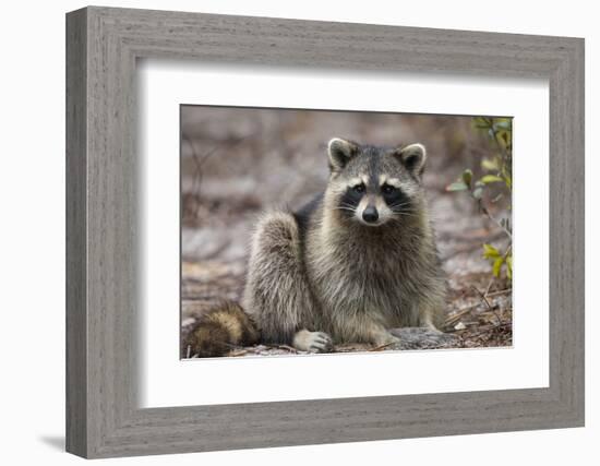 Raccoon, Procyon Lotor, Florida, USA-Maresa Pryor-Framed Photographic Print